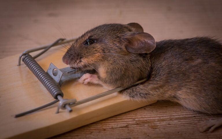 طرق مكافحة الفئران