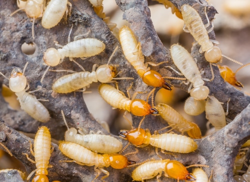 كيفية القضاء على النمل الأبيض